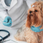 The Importance of Annual Wellness Testing forYour Pets